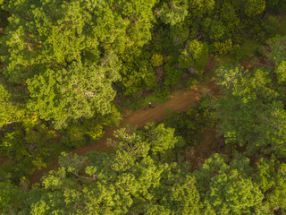 Aerial view of autumn forest drones