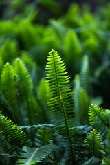 fern leaf in the forest