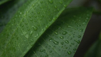 Water droplets on big lush green tropical leaf