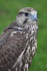 Polska - Mazury - Warmia. Sokół.