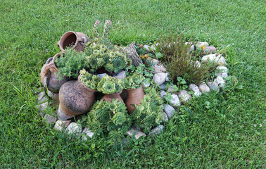 Variety houseleek Sempervivum tectorum with flower blooming decorative detail in garden