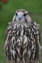 Polska - Mazury - Warmia. Sokół.