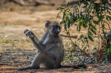 Common African baboon relaxing in a game reserve during self drive safari