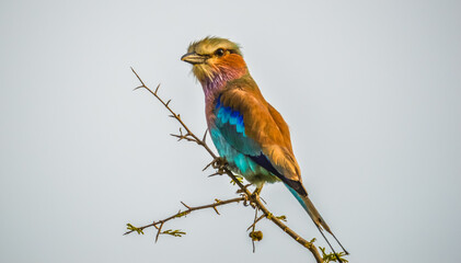 African lilac breasted roller (fork-tailed roller, lilac-throated roller, Mosilikatze's roller) is national bird of Kenya , isolated and perched on a tree
