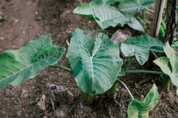 green moss on the ground food