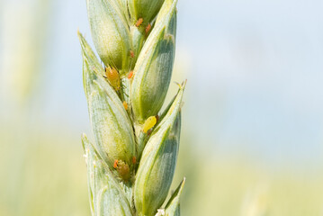 Aphids feed on an ear of barley. A macro photograph, selective focus.