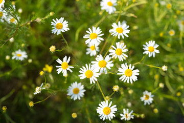 Summer wildflowers lit with sunlight, selective focus. German chamomile (Matricaria chamomilla).