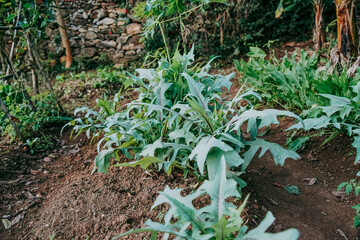 green moss on the ground food