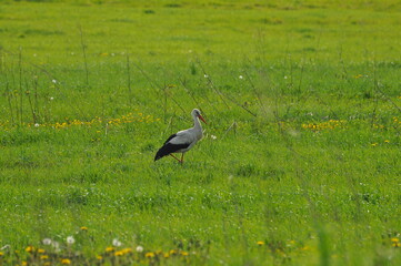 Bocian. Polska - Mazury - Warmia.