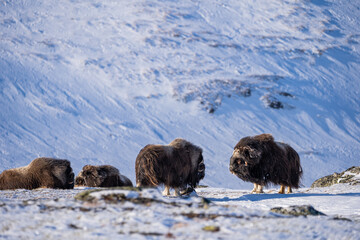 Muskoxen in the Dovrefjell National Park from Norway.