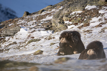 Musk ox from Dovrefjell National Park, Norway. Arctic winter environment.