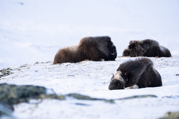 Musk ox from Dovrefjell National Park, Norway. Arctic winter environment.