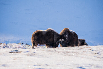 Musk ox from Dovrefjell National Park, Norway. Arctic winter environment.