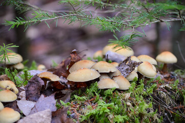 Champignons des bois