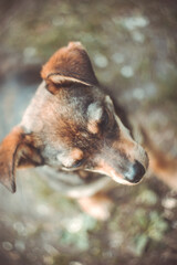 Sad brown street dog look down on a circle blurred brown background