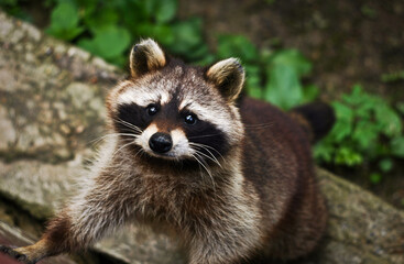 Cute brown raccoon looking up on a blurred natural background