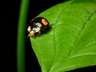 ladybug on leaf