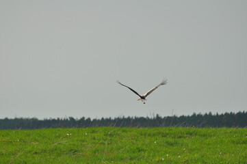 Lecący bocian. Polska - Mazury - Warmia.