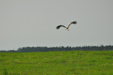 Polska - Mazury - Warmia. Krajobraz.  Bocian.
