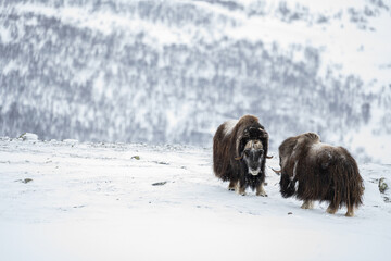 Musk ox from Dovrefjell National Park, Norway. Arctic winter environment. - obrazy, fototapety, plakaty