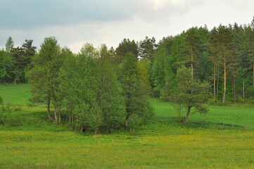 Las wiosną
