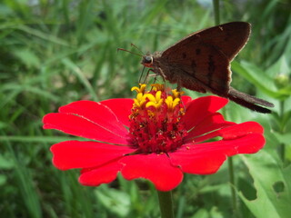Mariposa polinizando una flor