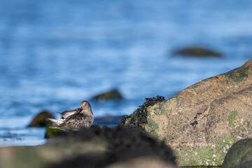 Purple sandpiper | Calidris maritima. A shore bird from Norway.