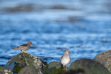 Purple sandpiper | Calidris maritima. A shore bird from Norway.
