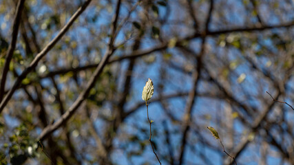 bird on a branch