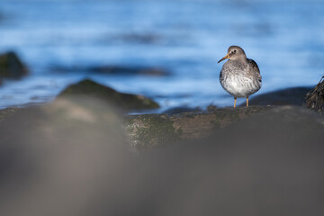Purple sandpiper | Calidris maritima. A shore bird from Norway.