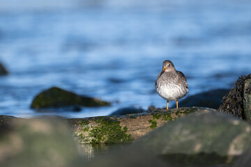 Purple sandpiper | Calidris maritima. A shore bird from Norway.