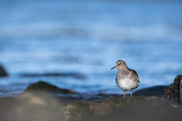 Purple sandpiper | Calidris maritima. A shore bird from Norway.