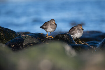Purple sandpiper | Calidris maritima. A shore bird from Norway.