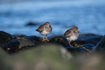 Purple sandpiper | Calidris maritima. A shore bird from Norway.