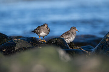 Purple sandpiper | Calidris maritima. A shore bird from Norway.