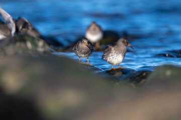 Purple sandpiper | Calidris maritima. A shore bird from Norway.