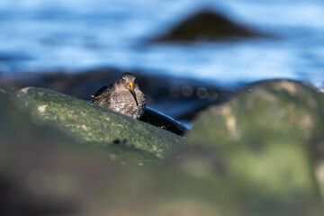 Purple sandpiper | Calidris maritima. A shore bird from Norway.