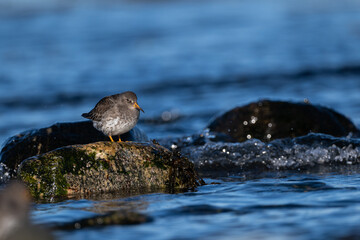 Purple sandpiper | Calidris maritima. A shore bird from Norway.