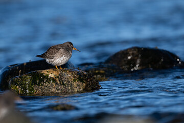 Purple sandpiper | Calidris maritima. A shore bird from Norway.