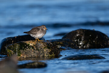 Purple sandpiper | Calidris maritima. A shore bird from Norway.
