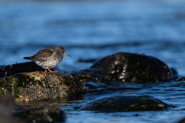 Purple sandpiper | Calidris maritima. A shore bird from Norway.