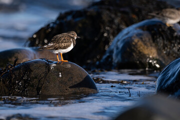 The purple sandpiper (Calidris maritima) is a small shorebird.