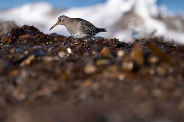Purple sandpiper | Calidris maritima. A shore bird from Norway.