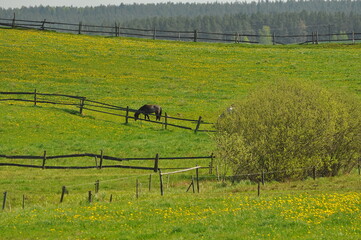 Koń. Krajobraz mazurski.