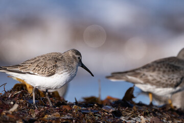 Purple sandpiper | Calidris maritima. A shore bird from Norway.