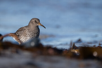 Purple sandpiper | Calidris maritima. A shore bird from Norway.