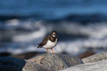 Purple sandpiper, Calidris maritima, is a small shorebird. Their breeding habitat is the northern tundra on Arctic islands in Canada and coastal areas in Greenland and northwestern Europe. 