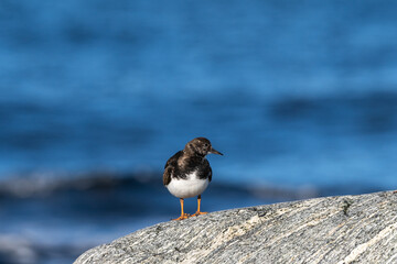 Purple sandpiper, Calidris maritima, is a small shorebird. Their breeding habitat is the northern tundra on Arctic islands in Canada and coastal areas in Greenland and northwestern Europe. 