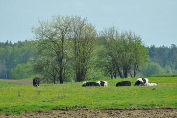 Krowy na polu © Rafa