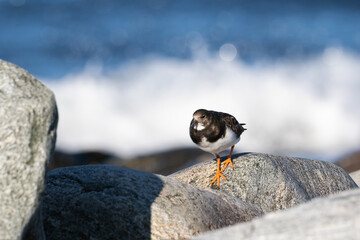 Purple sandpiper, Calidris maritima, is a small shorebird. Their breeding habitat is the northern tundra on Arctic islands in Canada and coastal areas in Greenland and northwestern Europe. 